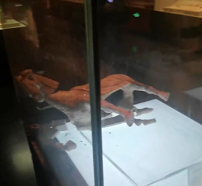 洛阳博物馆唐代陶马“发软蹄”？展示柜内跌倒两足碎裂（组图） - 2