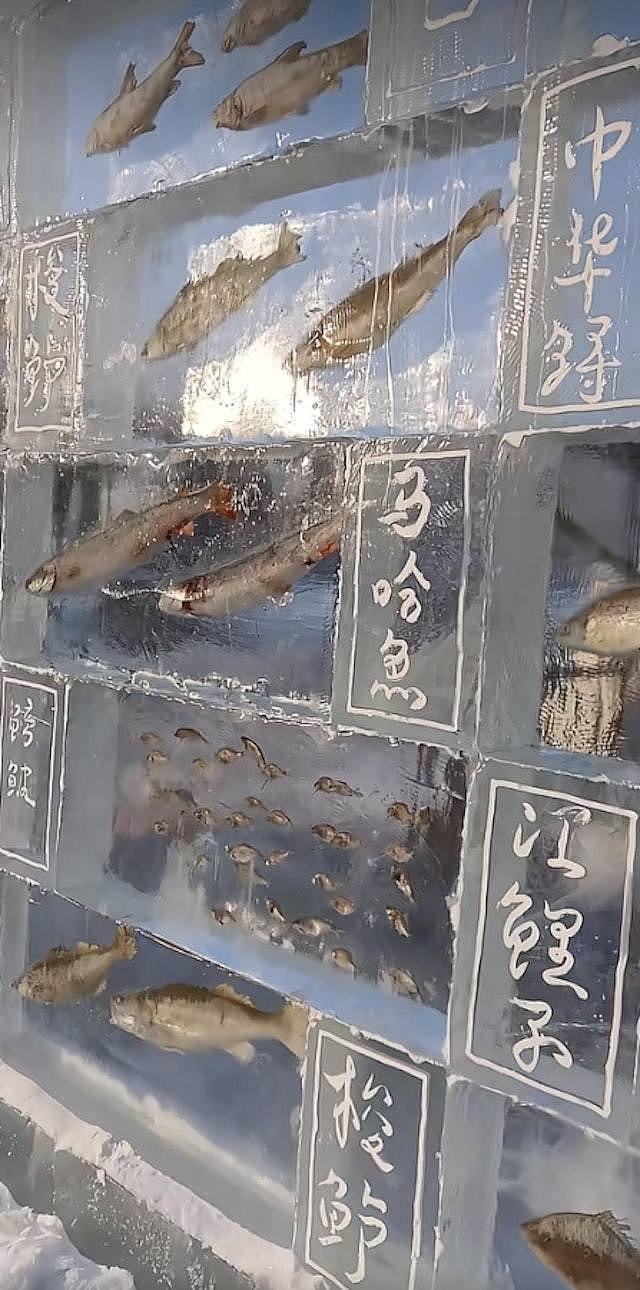 黑龙江景区现3米高冰雕鱼墙！网友调侃：这些鱼在服“冰”役（组图） - 2