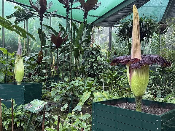 澳植物园“尸香魔芋”开花引千人围观!全场屏息等奇臭瞬间(组图) - 3