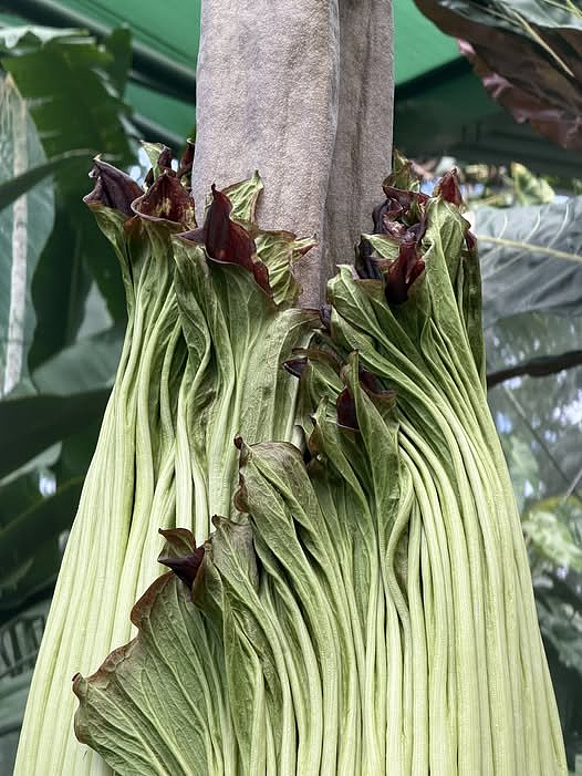 澳植物园“尸香魔芋”开花引千人围观!全场屏息等奇臭瞬间(组图) - 4
