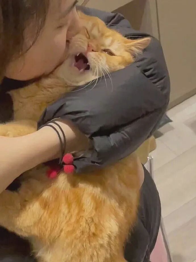 【宠物】小姐姐拿猫证明自己没P腿，一看合照图，网友笑晕：主人腿长，给猫长脸哈哈哈哈（组图） - 16
