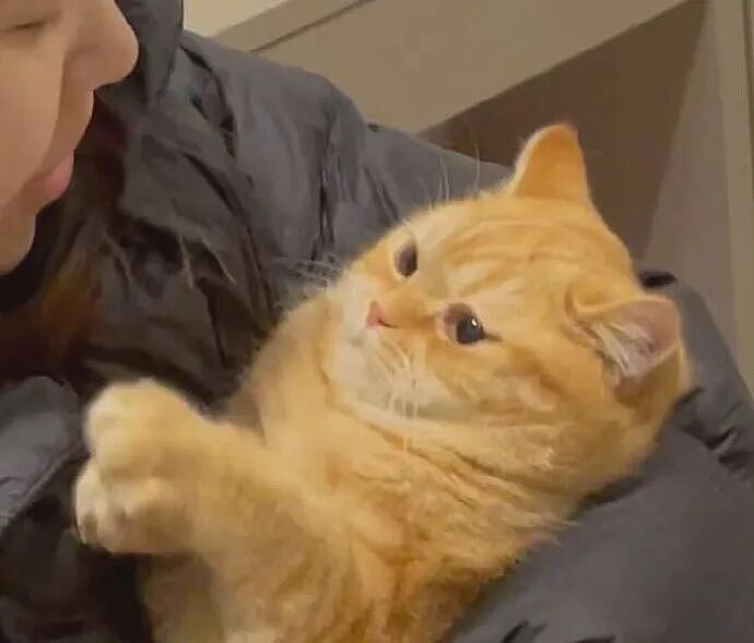 【宠物】小姐姐拿猫证明自己没P腿，一看合照图，网友笑晕：主人腿长，给猫长脸哈哈哈哈（组图） - 15