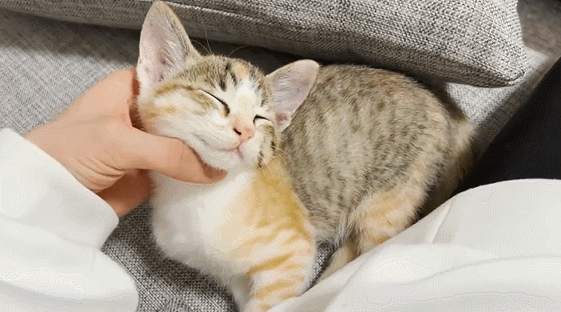 【宠物】小姐姐拿猫证明自己没P腿，一看合照图，网友笑晕：主人腿长，给猫长脸哈哈哈哈（组图） - 13