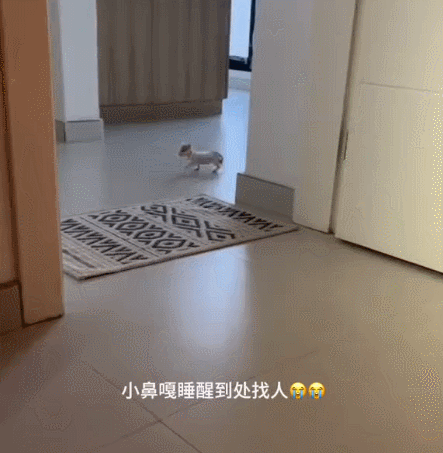 【宠物】小姐姐拿猫证明自己没P腿，一看合照图，网友笑晕：主人腿长，给猫长脸哈哈哈哈（组图） - 27