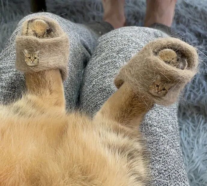 【宠物】小姐姐拿猫证明自己没P腿，一看合照图，网友笑晕：主人腿长，给猫长脸哈哈哈哈（组图） - 20