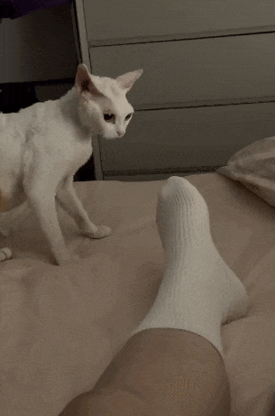 【宠物】小姐姐拿猫证明自己没P腿，一看合照图，网友笑晕：主人腿长，给猫长脸哈哈哈哈（组图） - 5