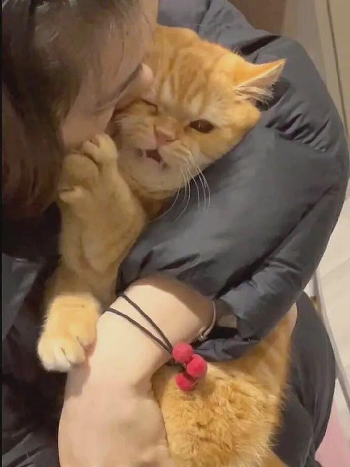 【宠物】小姐姐拿猫证明自己没P腿，一看合照图，网友笑晕：主人腿长，给猫长脸哈哈哈哈（组图） - 17