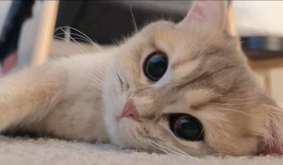 【宠物】小姐姐拿猫证明自己没P腿，一看合照图，网友笑晕：主人腿长，给猫长脸哈哈哈哈（组图） - 14