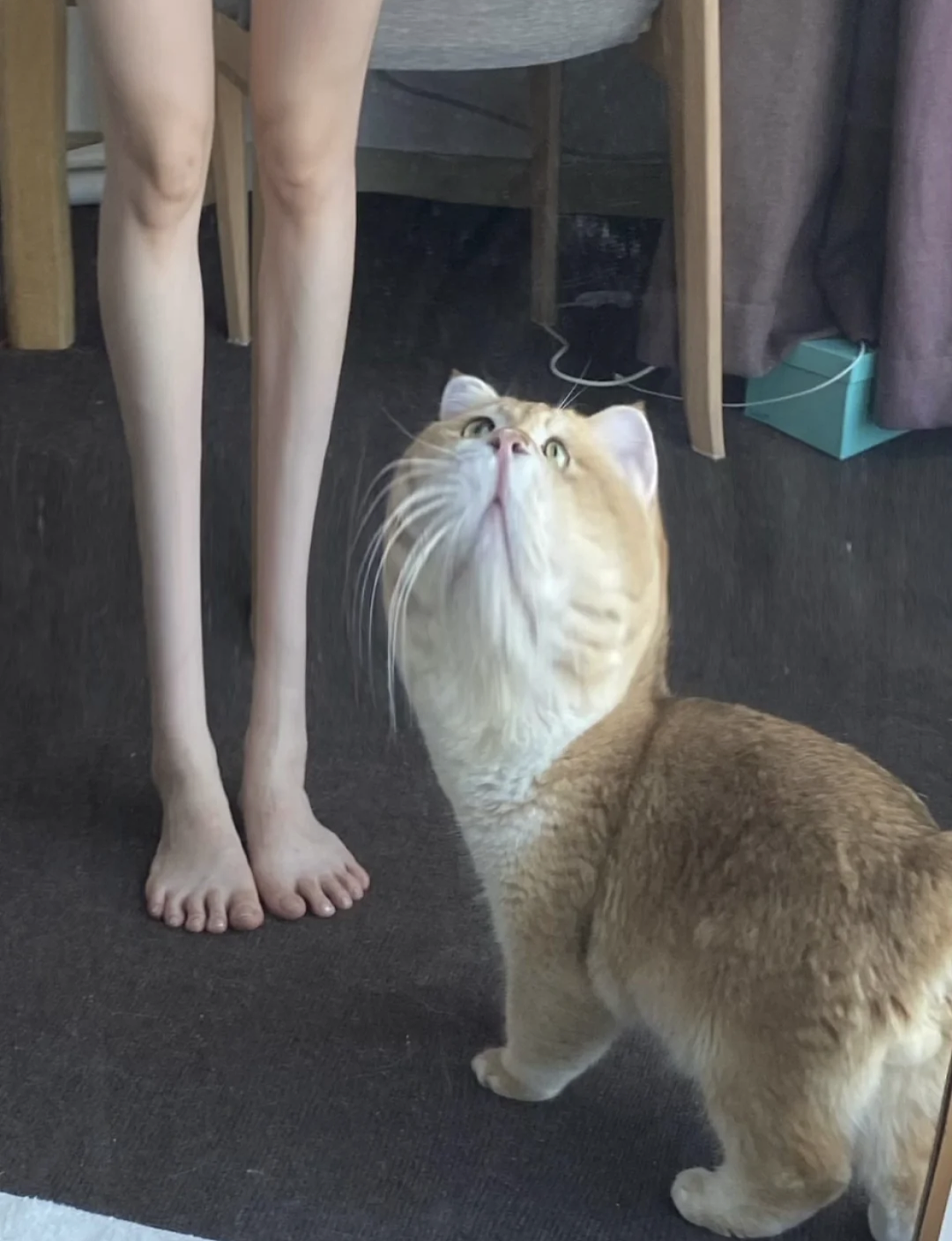 【宠物】小姐姐拿猫证明自己没P腿，一看合照图，网友笑晕：主人腿长，给猫长脸哈哈哈哈（组图） - 25