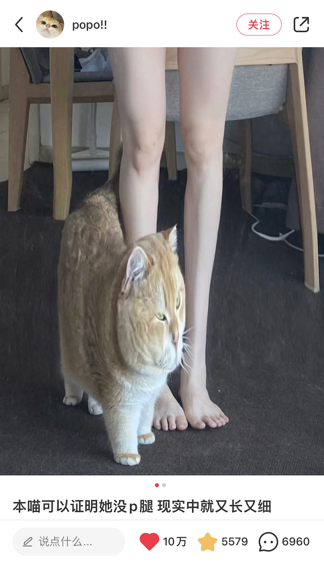 【宠物】小姐姐拿猫证明自己没P腿，一看合照图，网友笑晕：主人腿长，给猫长脸哈哈哈哈（组图） - 24