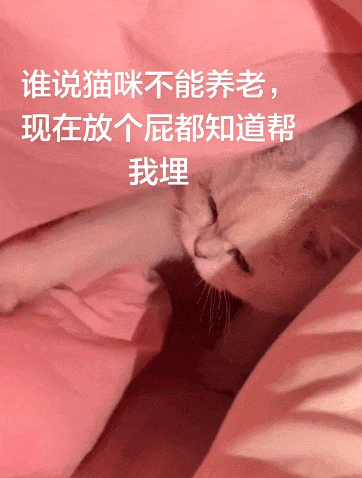 【宠物】小姐姐拿猫证明自己没P腿，一看合照图，网友笑晕：主人腿长，给猫长脸哈哈哈哈（组图） - 26