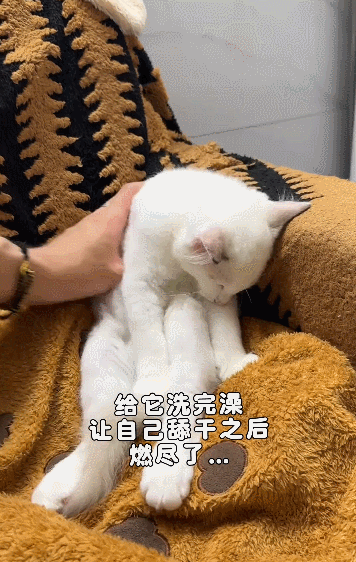 【宠物】小姐姐拿猫证明自己没P腿，一看合照图，网友笑晕：主人腿长，给猫长脸哈哈哈哈（组图） - 8