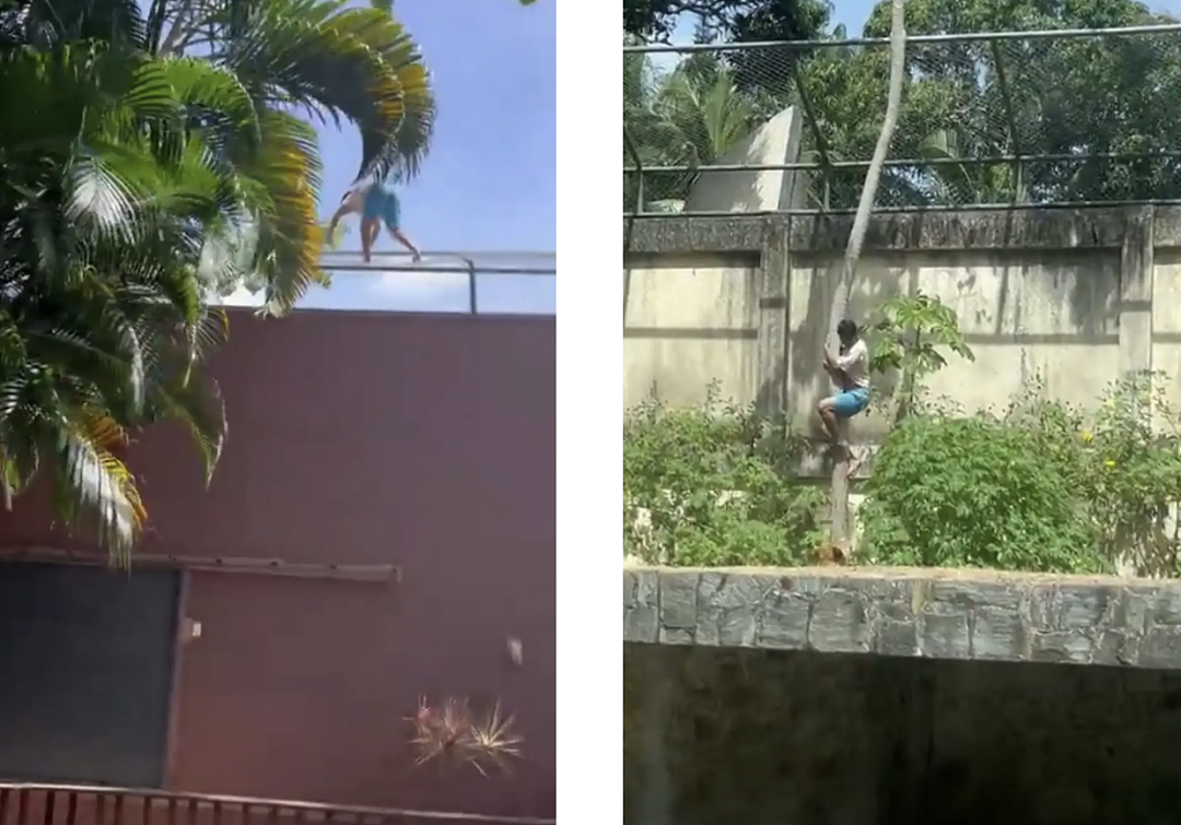 全国崩溃!少年翻墙闯进狮舍,下秒被母狮扑杀,活活撕咬致死!曾藏进飞机去非洲驯狮(视频/组图) - 1