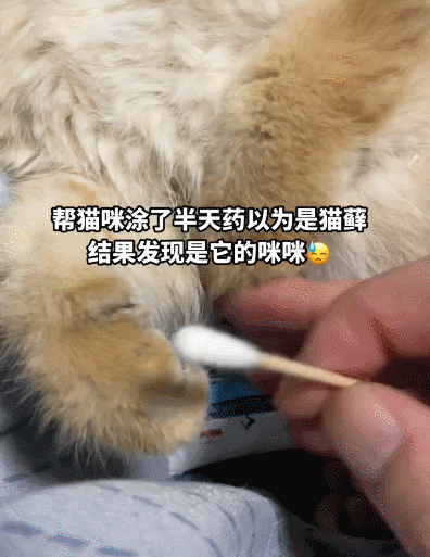 【宠物】小姐姐拿猫证明自己没P腿，一看合照图，网友笑晕：主人腿长，给猫长脸哈哈哈哈（组图） - 22