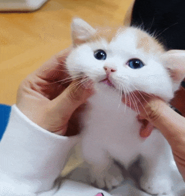 【宠物】小姐姐拿猫证明自己没P腿，一看合照图，网友笑晕：主人腿长，给猫长脸哈哈哈哈（组图） - 30