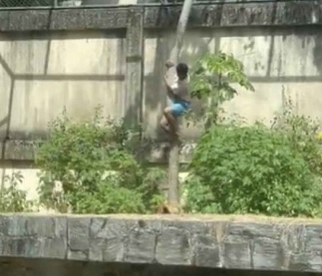 全国崩溃!少年翻墙闯进狮舍,下秒被母狮扑杀,活活撕咬致死!曾藏进飞机去非洲驯狮(视频/组图) - 8