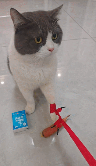 【宠物】小姐姐拿猫证明自己没P腿，一看合照图，网友笑晕：主人腿长，给猫长脸哈哈哈哈（组图） - 2