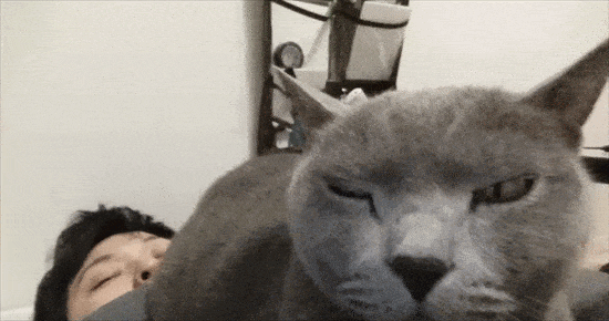 【宠物】小姐姐拿猫证明自己没P腿，一看合照图，网友笑晕：主人腿长，给猫长脸哈哈哈哈（组图） - 10