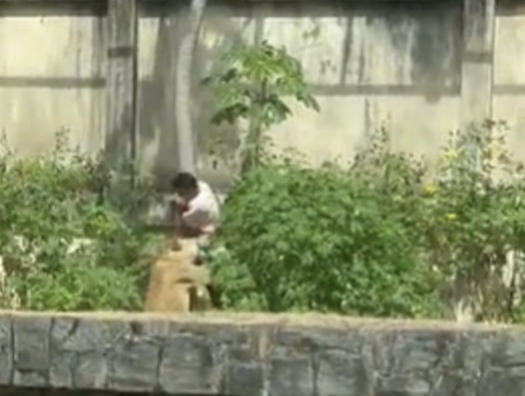 全国崩溃!少年翻墙闯进狮舍,下秒被母狮扑杀,活活撕咬致死!曾藏进飞机去非洲驯狮(视频/组图) - 4
