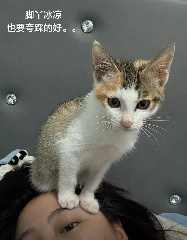 【宠物】小姐姐拿猫证明自己没P腿，一看合照图，网友笑晕：主人腿长，给猫长脸哈哈哈哈（组图） - 11