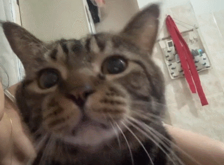 【宠物】小姐姐拿猫证明自己没P腿，一看合照图，网友笑晕：主人腿长，给猫长脸哈哈哈哈（组图） - 9