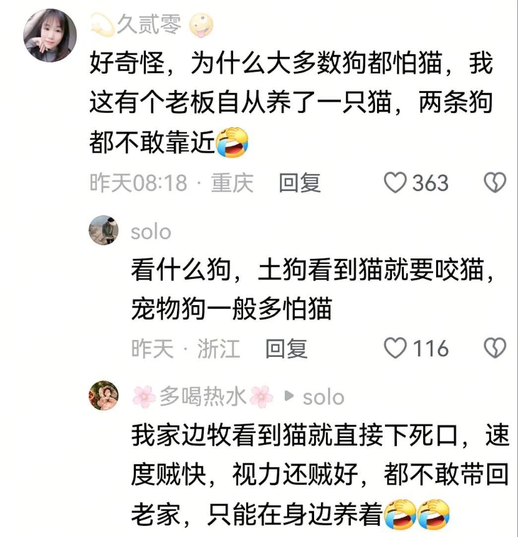 【宠物】小小猫想跟大大狗交朋友，结果被大狗子凶跑，谁知道小猫背后还有势力...狗：我错了（组图） - 6