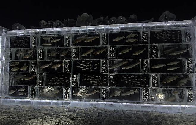 黑龙江三江口景区现3米高“冰封鱼墙”，中华鲟等20余种江鱼成“冰琥珀”，去年这些鱼展后还被竞拍（视频/组图） - 2