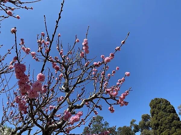 习近平新年贺词里提到两个重要数字 被控销售不合规纽扣电池 澳洲时尚零售商City Beach遭处1400万澳元罚款 - 1