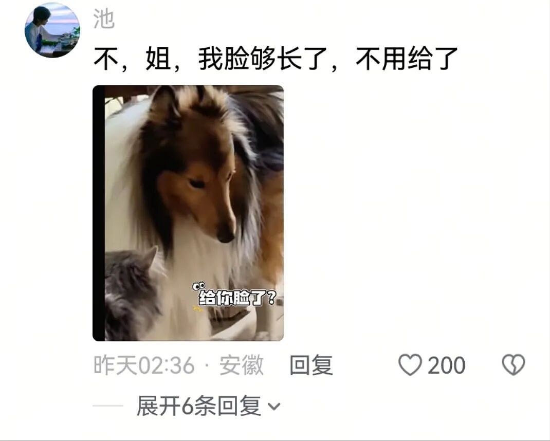 【宠物】小小猫想跟大大狗交朋友，结果被大狗子凶跑，谁知道小猫背后还有势力...狗：我错了（组图） - 7