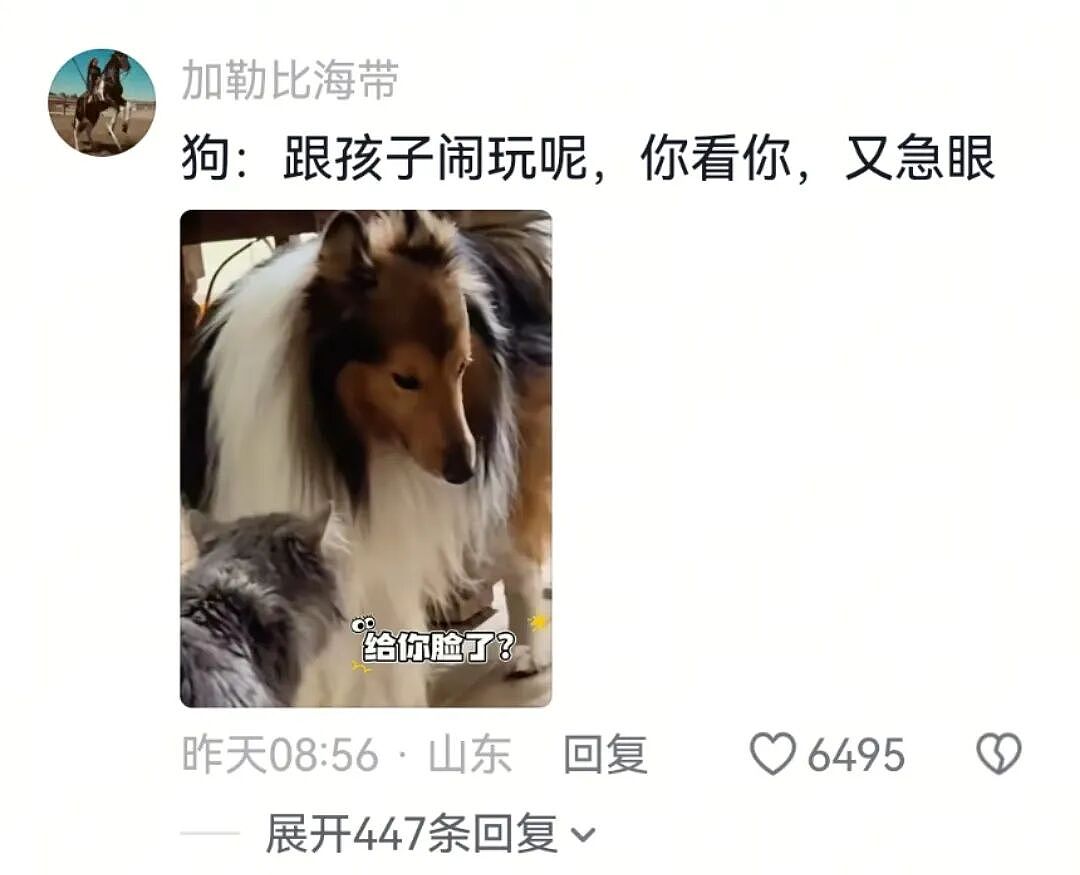 【宠物】小小猫想跟大大狗交朋友，结果被大狗子凶跑，谁知道小猫背后还有势力...狗：我错了（组图） - 8