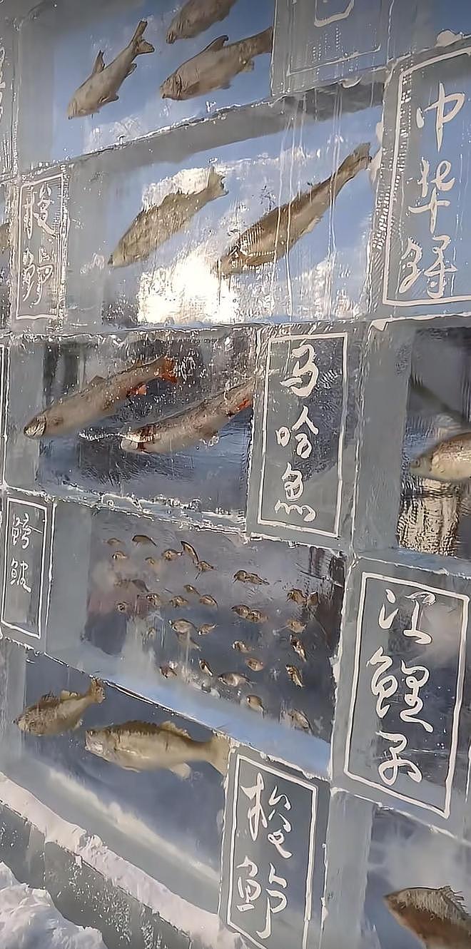 黑龙江三江口景区现3米高“冰封鱼墙”，中华鲟等20余种江鱼成“冰琥珀”，去年这些鱼展后还被竞拍（视频/组图） - 1