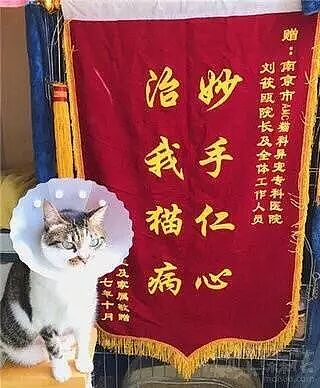 【宠物】带狗去做绝育，却被宠物医院里的锦旗笑出猪叫声...（组图） - 11
