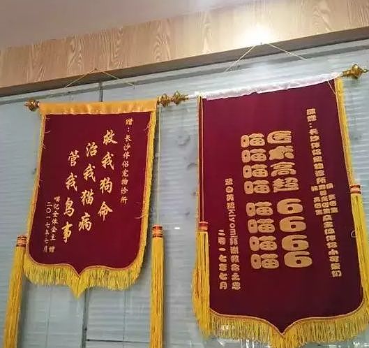 【宠物】带狗去做绝育，却被宠物医院里的锦旗笑出猪叫声...（组图） - 16