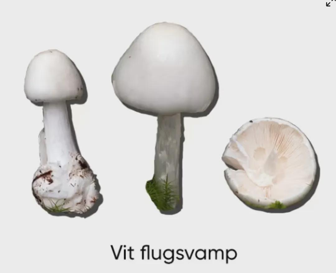 开年噩耗!澳洲华人元旦抓龙虾离奇失踪,如今遗体被发现只剩头颅...(组图) - 7
