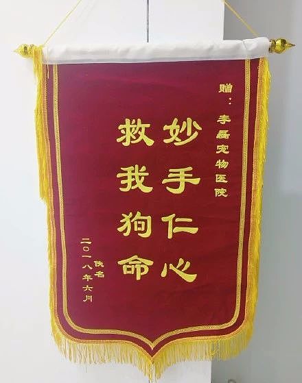 【宠物】带狗去做绝育，却被宠物医院里的锦旗笑出猪叫声...（组图） - 13