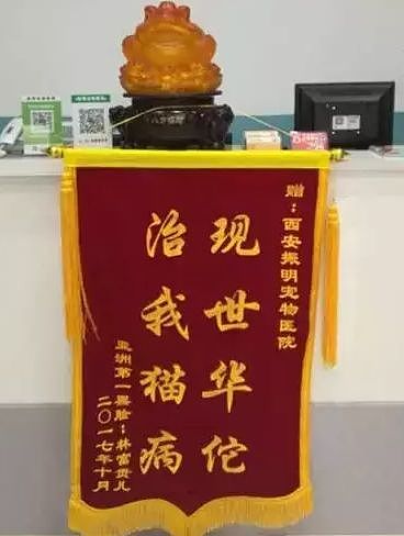 【宠物】带狗去做绝育，却被宠物医院里的锦旗笑出猪叫声...（组图） - 15
