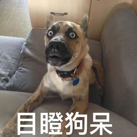 【宠物】带狗去做绝育，却被宠物医院里的锦旗笑出猪叫声...（组图） - 3