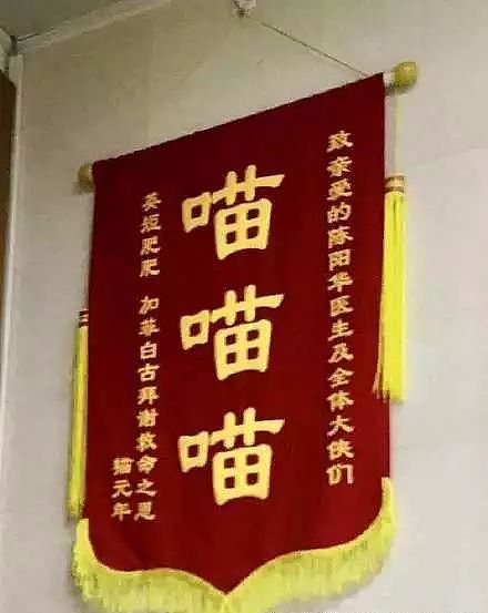 【宠物】带狗去做绝育，却被宠物医院里的锦旗笑出猪叫声...（组图） - 4