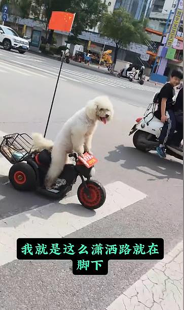 这不是AI！两只狗骑电动车“双载”上街，警察：第一次遇到（视频/组图） - 3