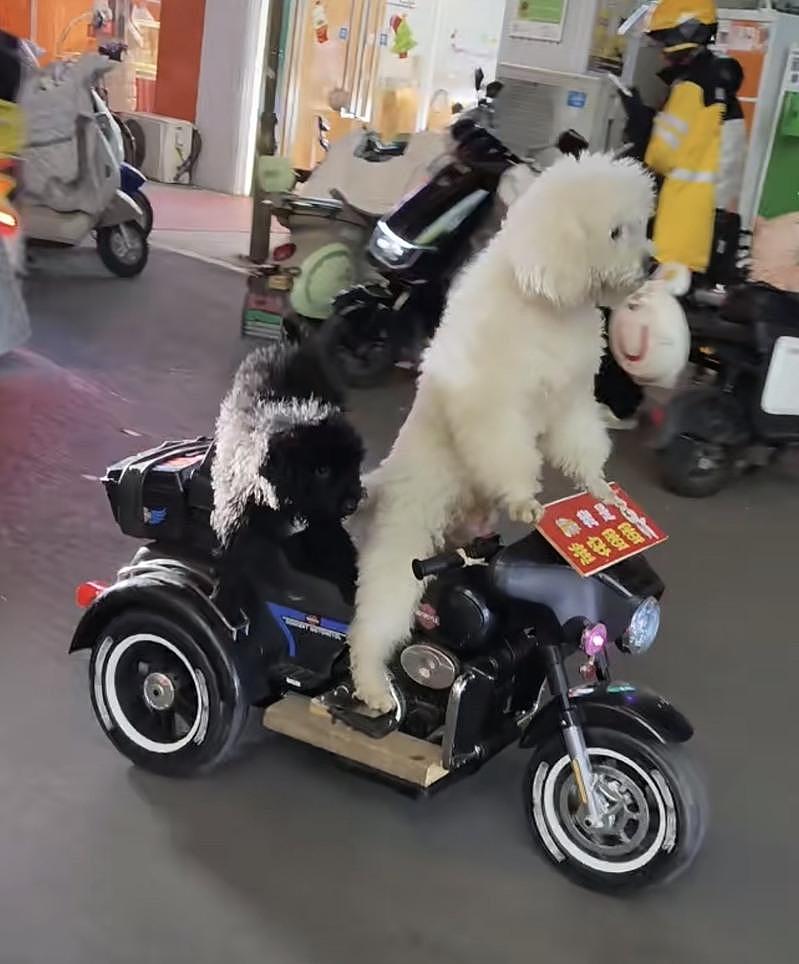 这不是AI！两只狗骑电动车“双载”上街，警察：第一次遇到（视频/组图） - 2