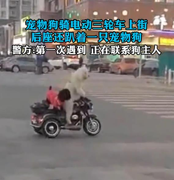 这不是AI！两只狗骑电动车“双载”上街，警察：第一次遇到（视频/组图） - 1