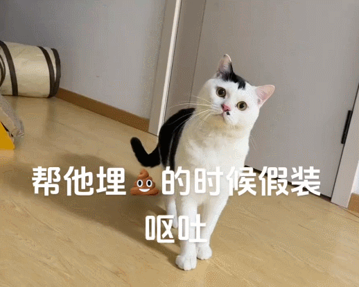 【宠物】男子吐槽老婆是为了猫才跟自己结婚，网友不信，一看聊天记录绷不住哈哈哈哈（组图） - 10