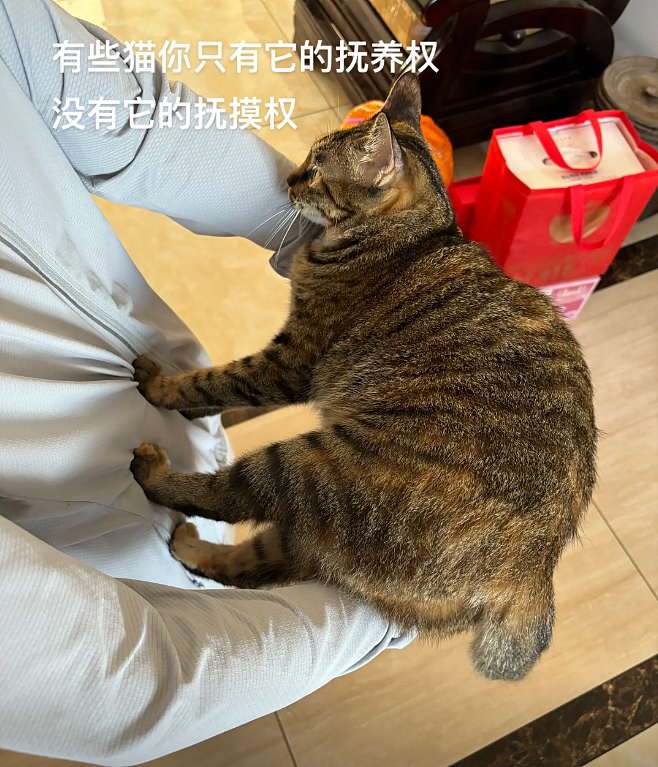 【宠物】男子吐槽老婆是为了猫才跟自己结婚，网友不信，一看聊天记录绷不住哈哈哈哈（组图） - 18