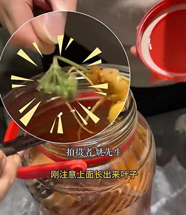 男子泡了3年的人参酒，人参突然长出了绿叶！当事人：50度散白酒泡的，第一次遇到（视频/图） - 1