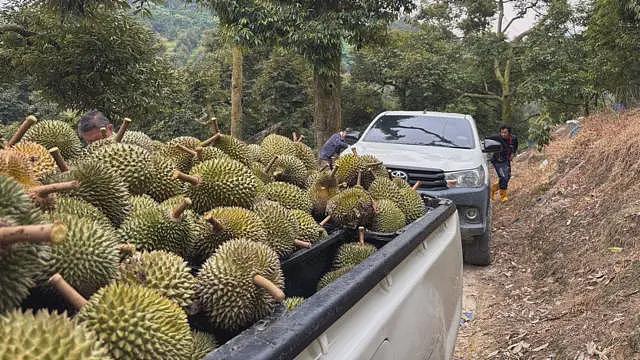 “榴梿界的爱马仕”：抢食中国千亿胃口的奢华水果（组图） - 6