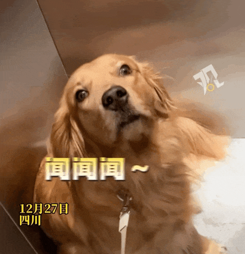 【宠物】真尴尬！电梯里有人放屁众人装没事，遇到尽职大金毛认真“查案”（组图） - 1