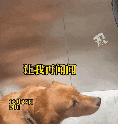 【宠物】真尴尬！电梯里有人放屁众人装没事，遇到尽职大金毛认真“查案”（组图） - 4
