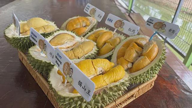 “榴梿界的爱马仕”：抢食中国千亿胃口的奢华水果（组图） - 4
