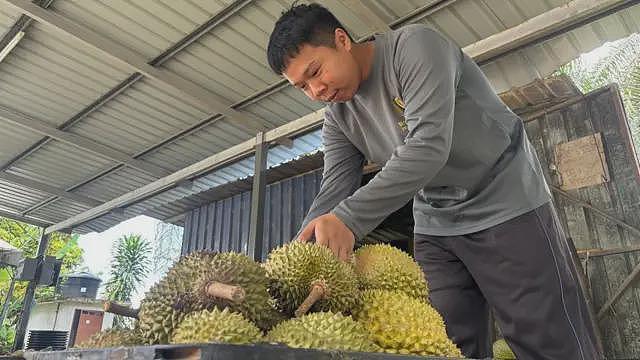 “榴梿界的爱马仕”：抢食中国千亿胃口的奢华水果（组图） - 8