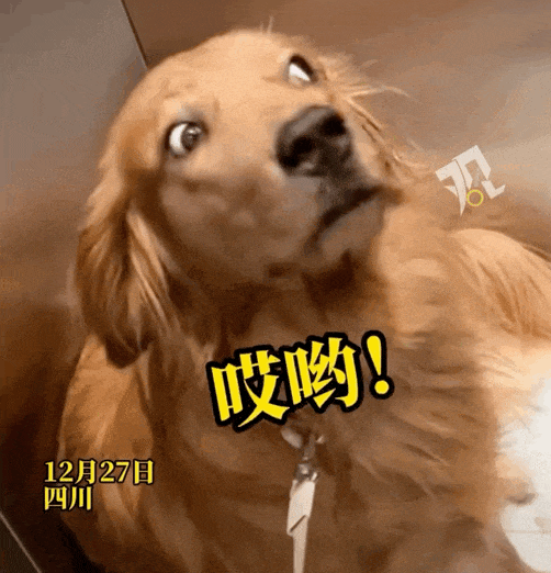 【宠物】真尴尬！电梯里有人放屁众人装没事，遇到尽职大金毛认真“查案”（组图） - 3